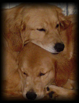 eddie and beau asleep